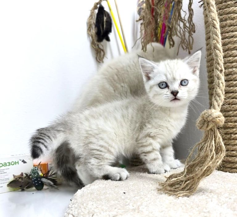 шотландские котята