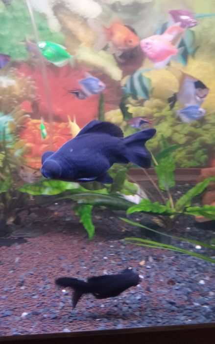 Продам трёх рыбок.