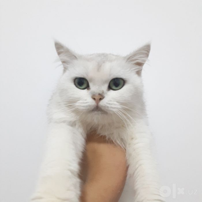 Кошки серебристый шиншилы