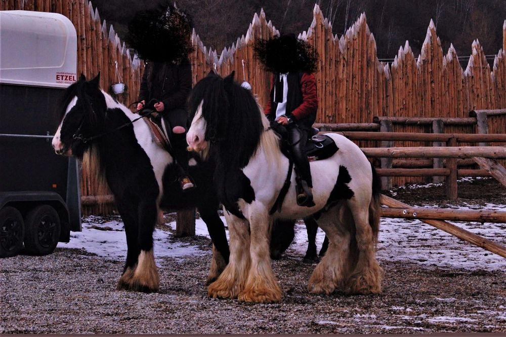Armăsar Gypsy Vanner