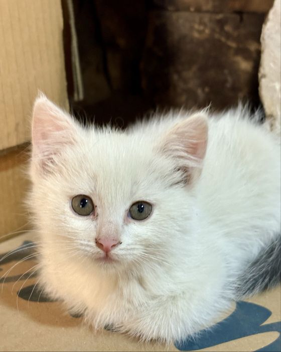 Котята ищут дом Алматы