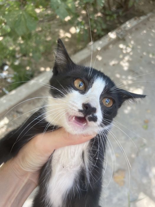 Котёнок в добрые руки