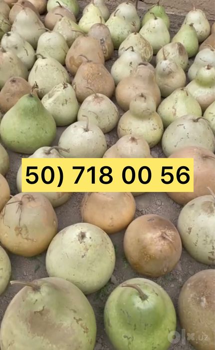 Bedana qovoq sotiladi Бедана қовоқ