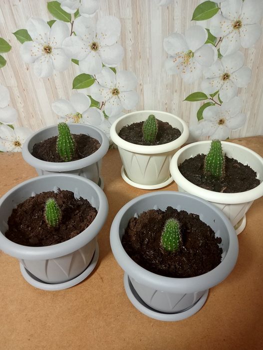 Продам кактусы в горшочках