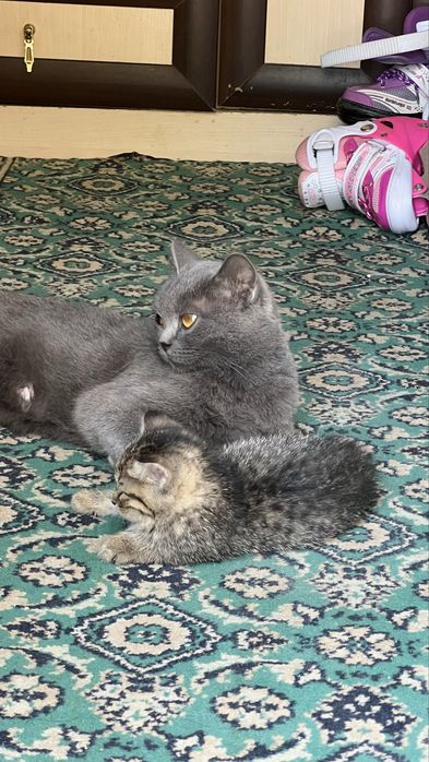 Котята в хорошие руки