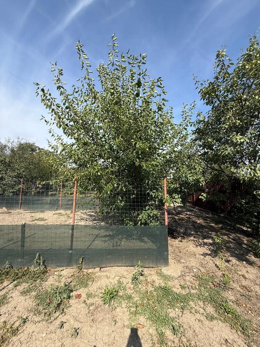Am de vanzare casa renovata,  cu teren 1797 mp, Iecea Mică, proprietar