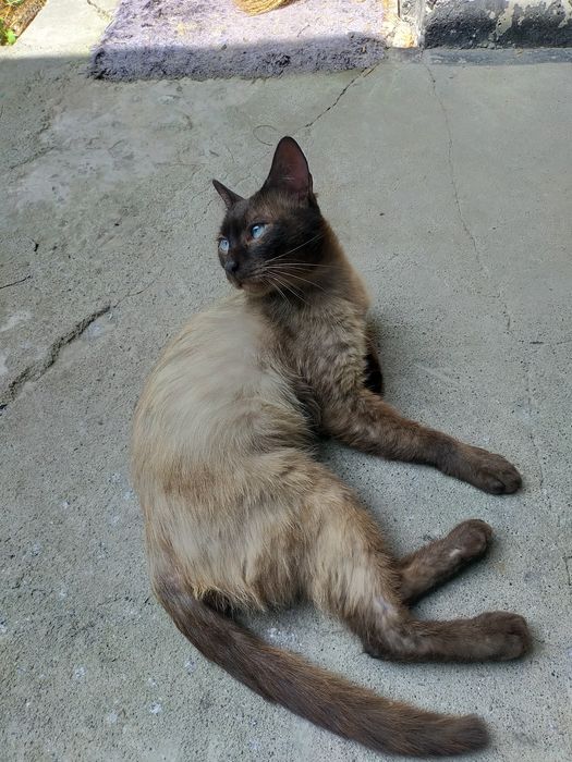 Кот в добрые руки. Срочно! Срочно!