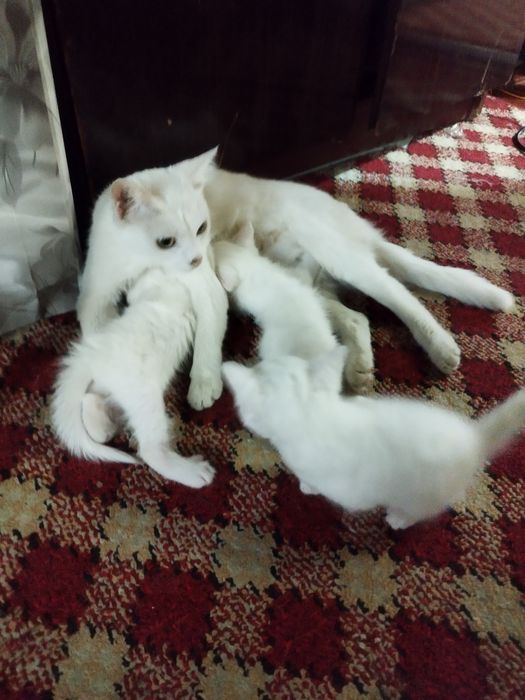 Уй мушук боллари берилади
