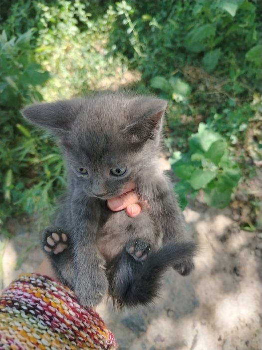 Котята бесплатно
