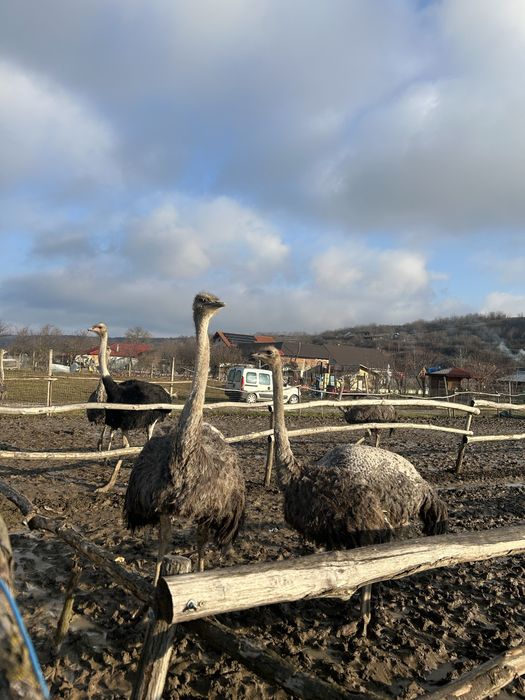 Vand doua familii de struți!