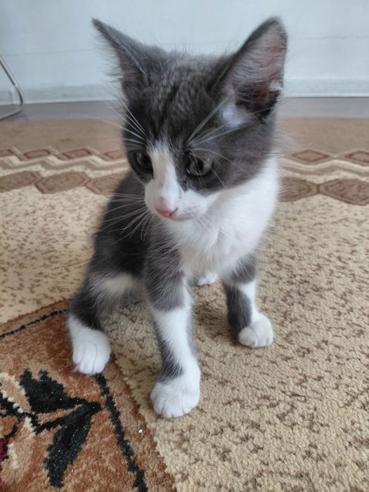 Котенок мальчик!