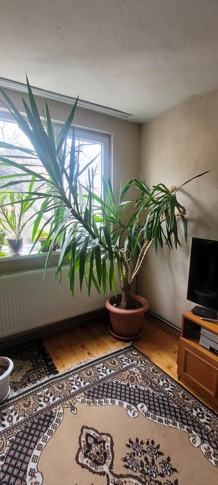 Домашна палма Юка