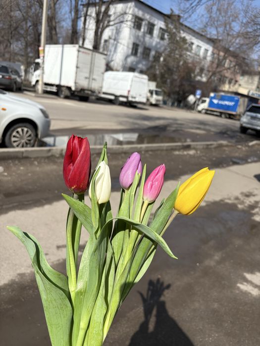 Тюльпаны свежие