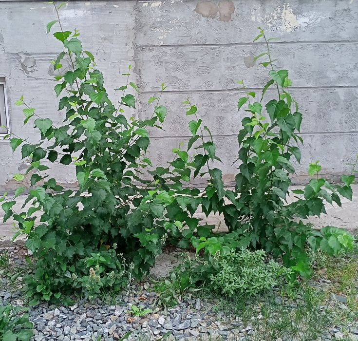 Продам саженцы берёз и тополей