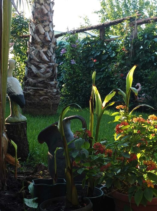 бананови палми вкоренени в саксий