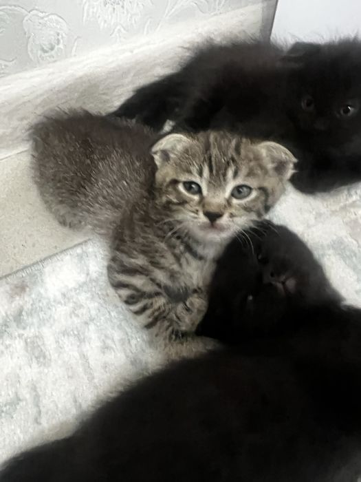Котята вислоухие