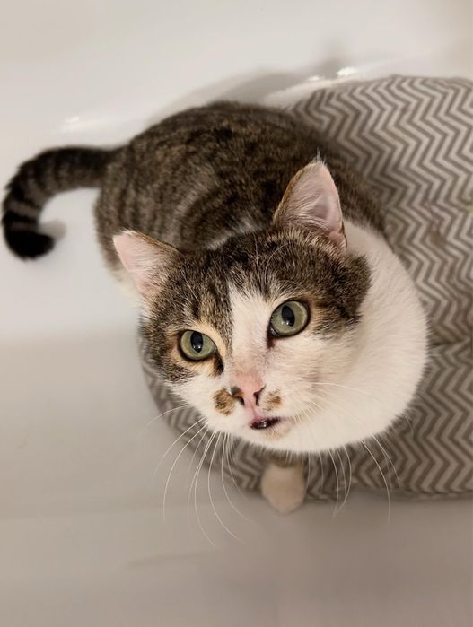 Жора, крупный и здоровый котэ :)