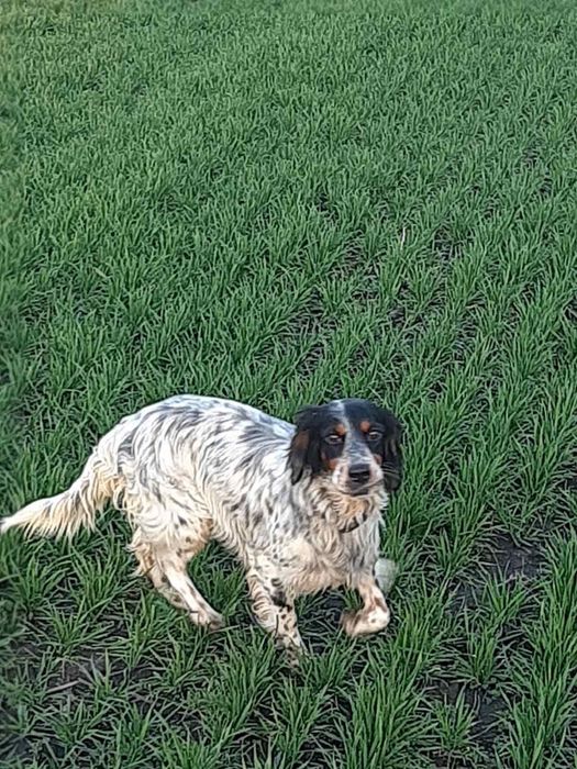 Продавам малки английски сетерчета