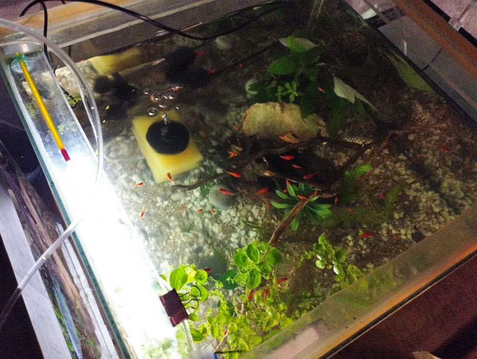 Пецилия Красная .