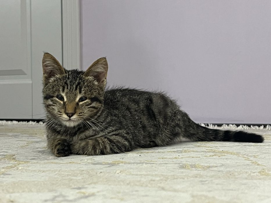Котенок девочка ищет дом