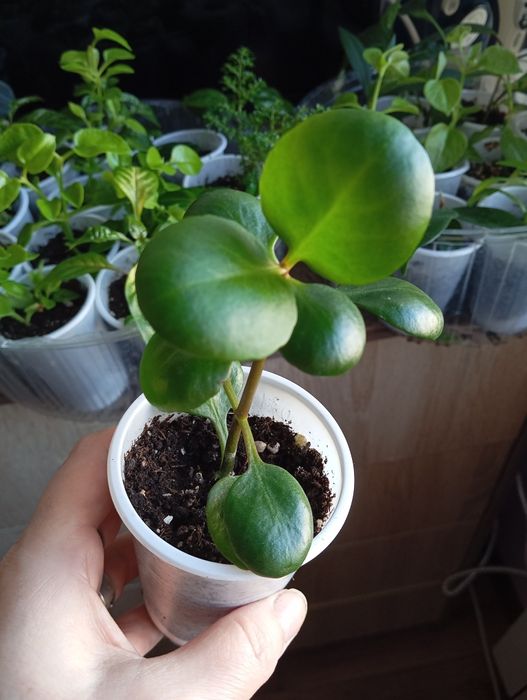 Отростки комнатных растений