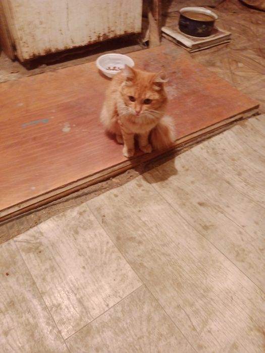 Котик в добрые руки.