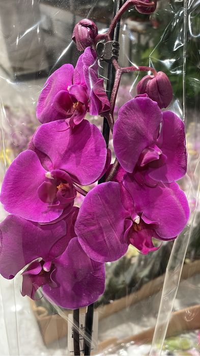 Орхидеи на выбор