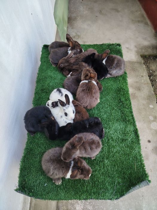 Quyon bolalari sotiladi