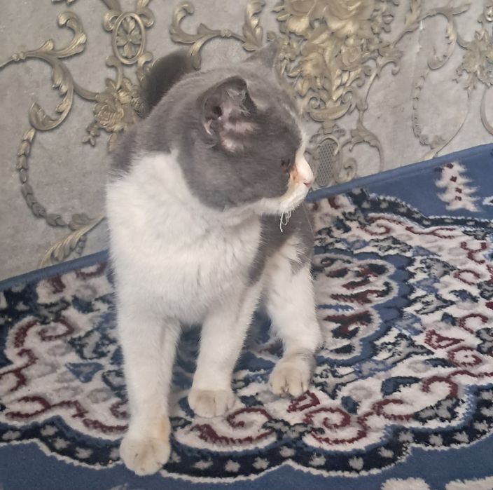 Britsh shorthair mushugi