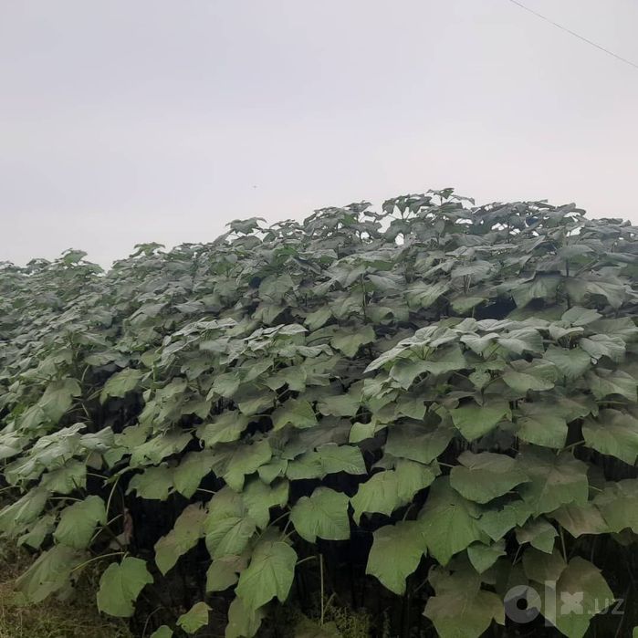 Павлония кучати сотлади