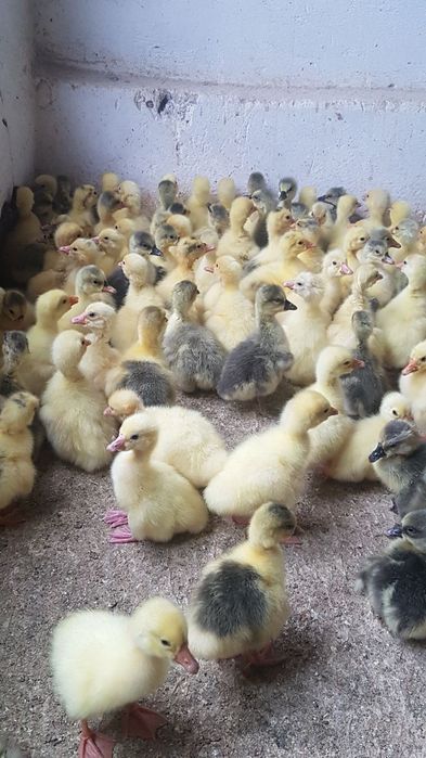 Karalevskiy zotdor g'ozla  КОРОЛЕВСКИ ГУСИ