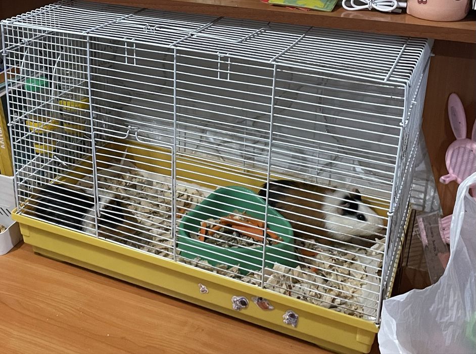 Продам морских свинок