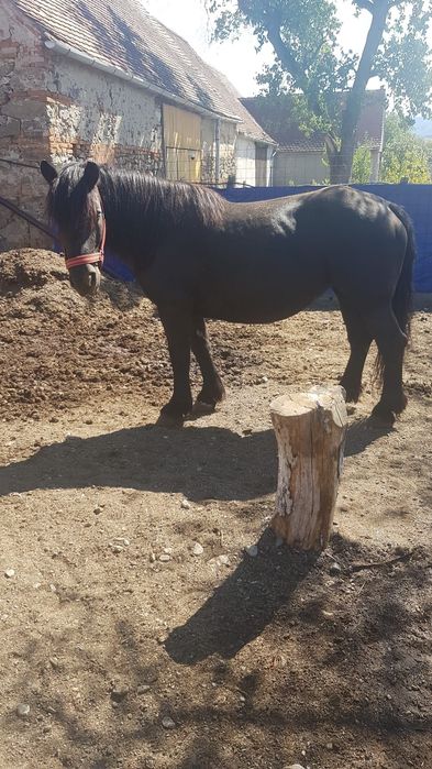 Iapă semigrea românească