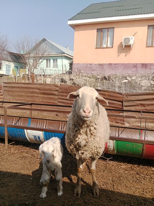 Срочно продам срочно