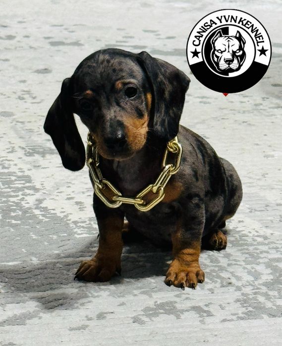 Mascul teckel arlequin miny