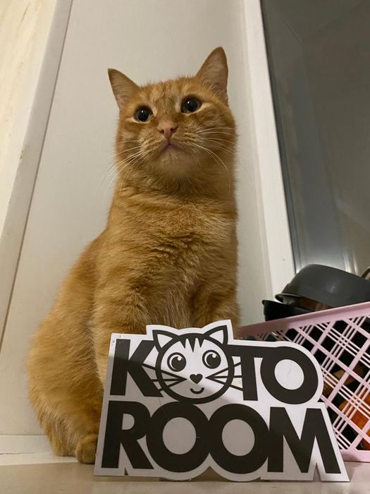 Кошка Бренда ищет дом