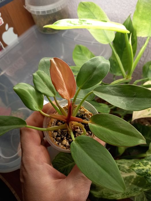 Сингониум Орм наг, растения, цветы, подарок