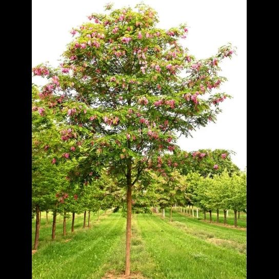 Salcam globular rouge