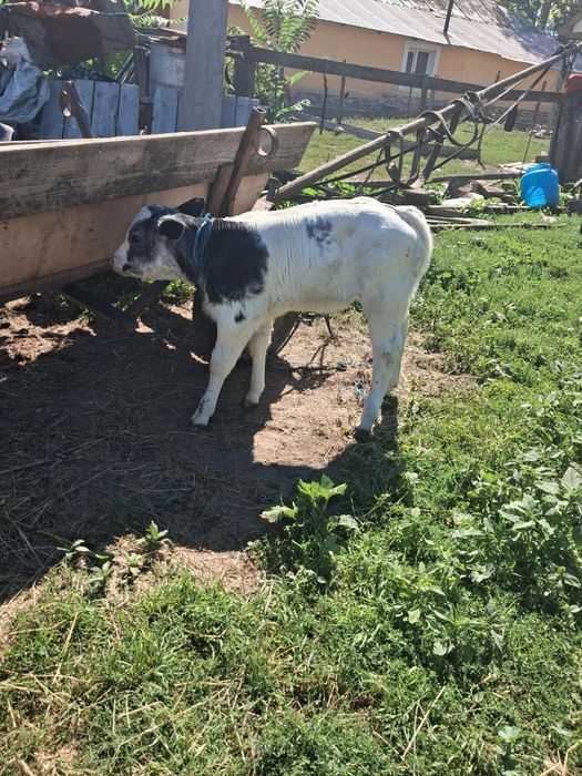 Vând 2 vițele ,una de 2 luni, și una de 2 săptămâni.