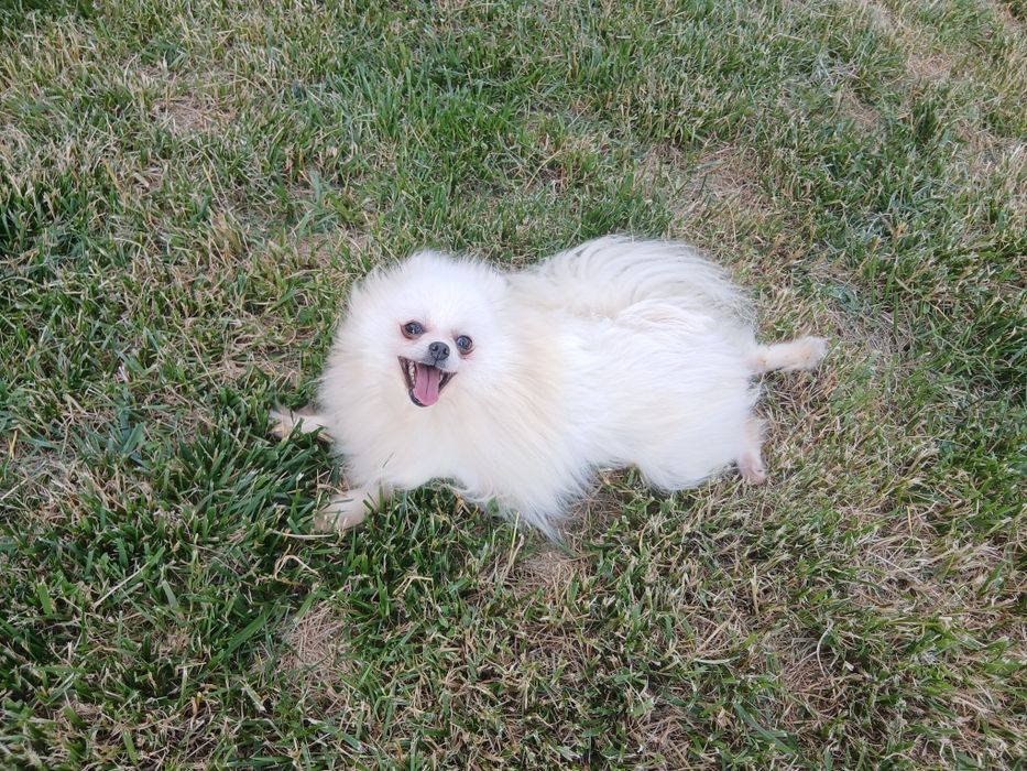 Pomeranian adult disponibil pentru o noua familie
