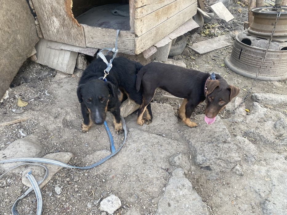 Ягдтерьер щенята