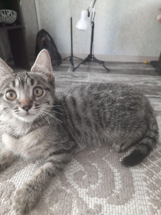 Котятки ищут дом