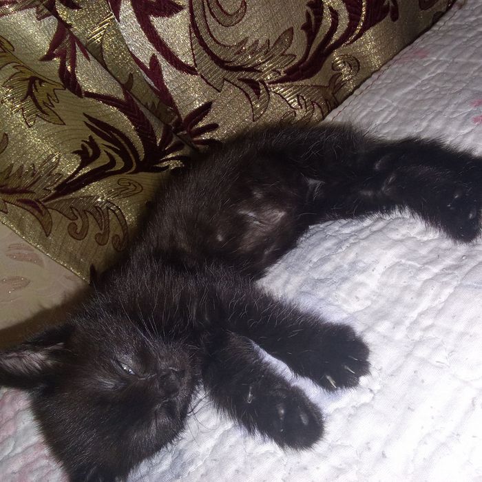 Продается кошка черного окраса