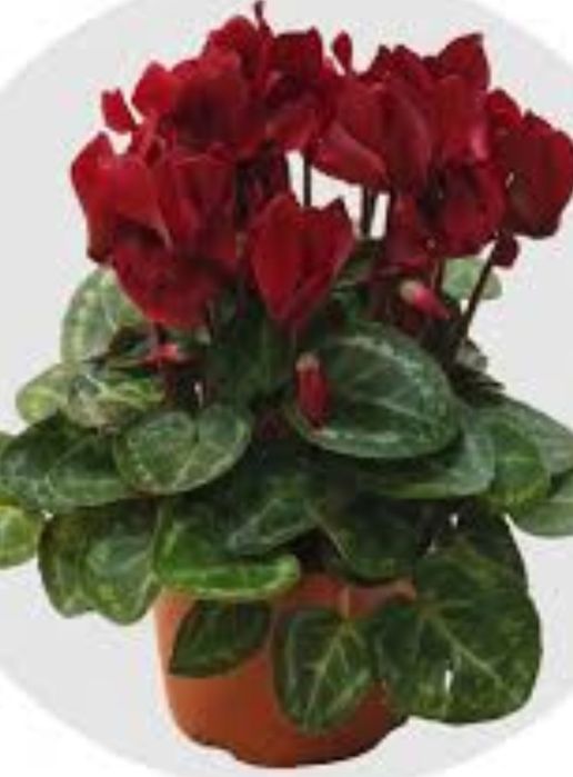 Цветы на подарок в горшках