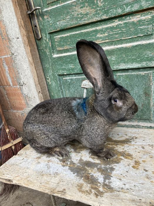 Pereche Uriaș German