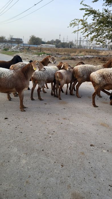 Продам Арашан маток