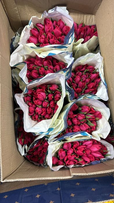 Тюльпаны опт  на 8 марта