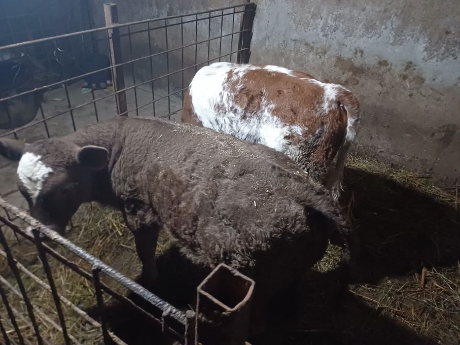 Vând doi vițeii!!
