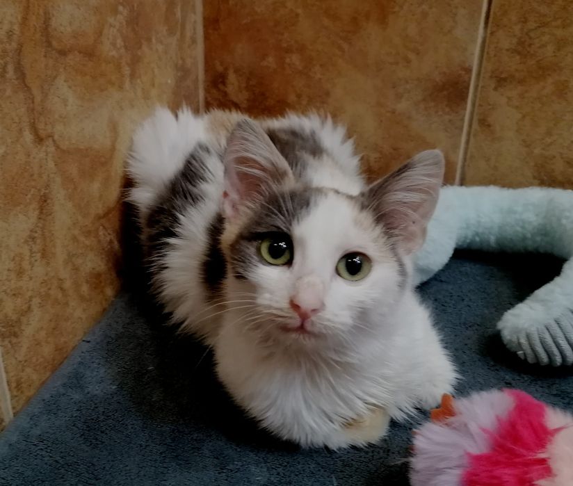 Подарявам котенце от 3 месеца