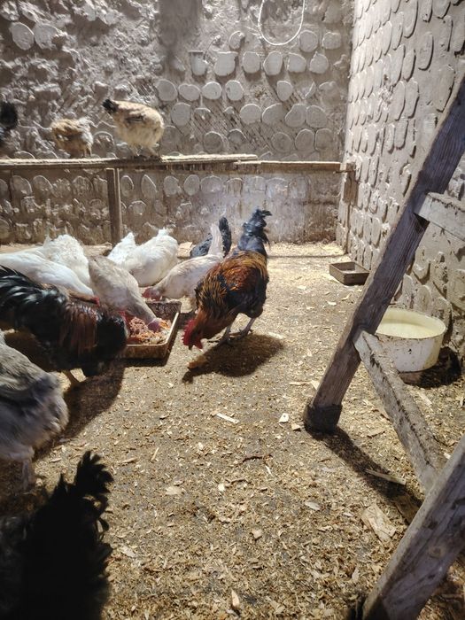 Продаются петухи